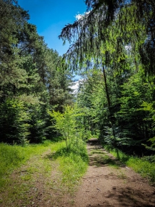 Weg teilt sich im Wald