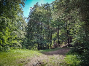 Große Wegkreuzung am Waldrand