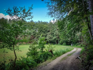 Große Linkskurve am Waldrand