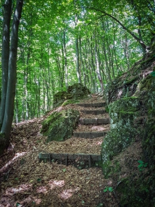 Waldtreppe weiter hinauf