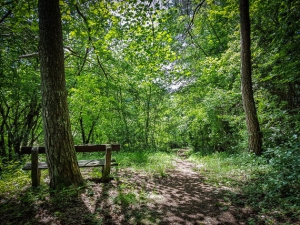 Sitzbank im Wald