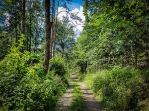 Gerader Weg in den Wald