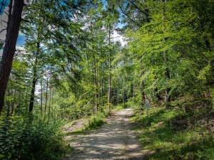 An Gabelung nach rechts