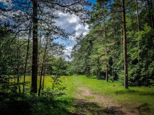 Wieder auf großer Kreuzung am Waldrand