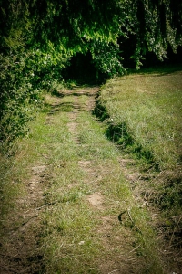 An größerer Hecke entlang zum Waldrand