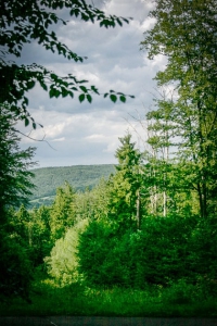 Wandern im teils lichten Wald