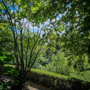 Im Wald am am Goldberg über Goldkronach wandern auf lichten Wegen