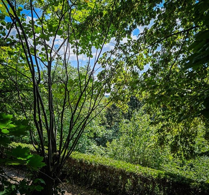 Im Wald am am Goldberg über Goldkronach wandern auf lichten Wegen