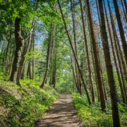 Im Wald am am Goldberg über Goldkronach wandern auf lichten Wegen