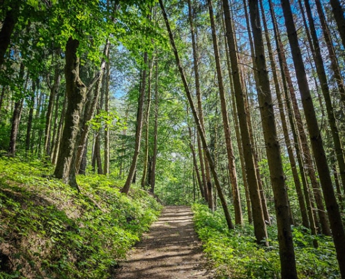 Im Wald am am Goldberg über Goldkronach wandern auf lichten Wegen