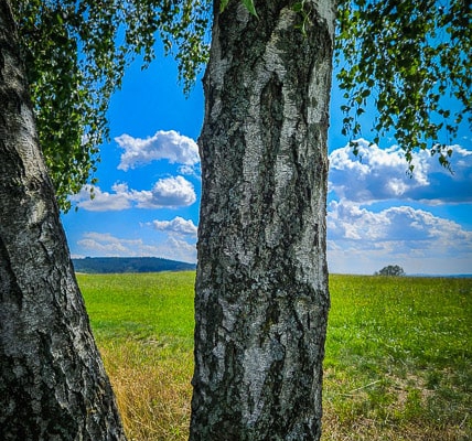 Ausblick über die Wiesen hinweg