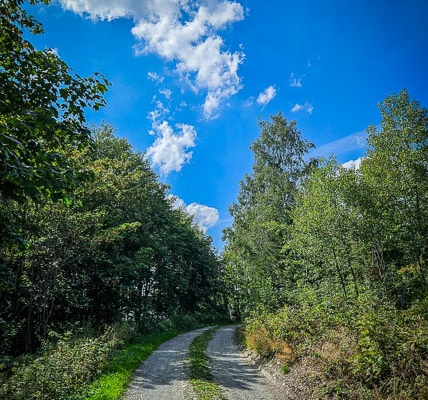 Lichter breiter Forstweg