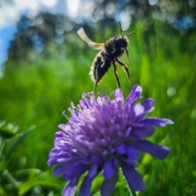 Eine Biene startet von der Blume aus ihren Rundflug