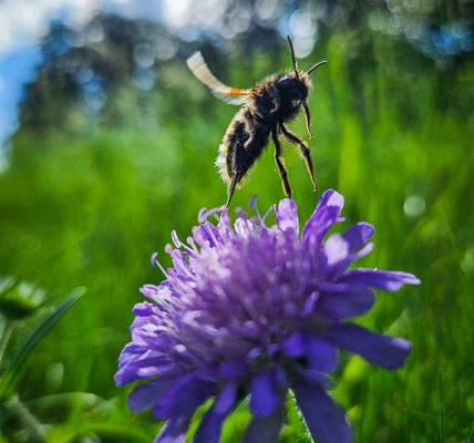 Eine Biene startet von der Blume aus ihren Rundflug