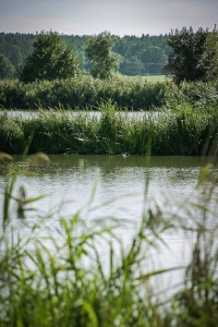 Weiher mit Schilf