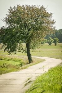 Einzelner Baum am Weg