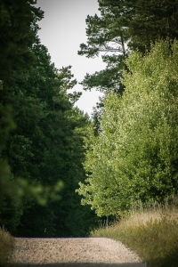 Breiter Schotterweg im Wald