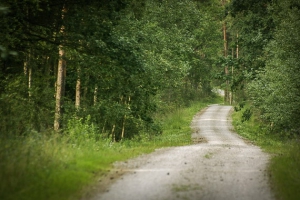 Weg geradeaus im Wald