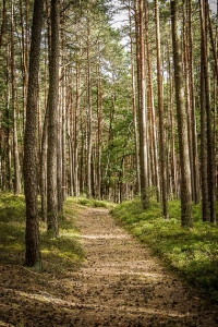 Schluss-Etappe durch den Wald