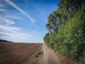 An nächster Hecke entlang