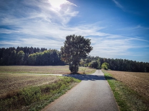 An Baum nach links abbiegen