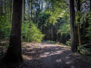 Kurze Etappe im Wald