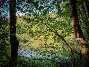 Blick durch die Blätter