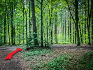 Auf Forstweg nach rechts