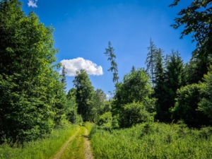 Lichter Weg durch offenen Wald