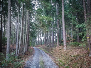 Weg-Anstieg in den Wald