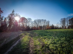 Wald hinter der oberen Bürg