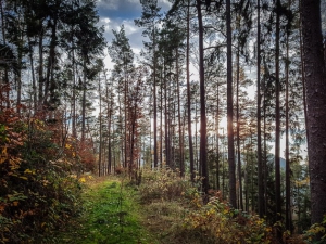 Wald unterhalb der Heunischenburg