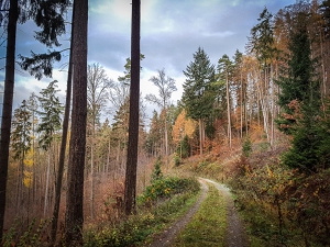 Rückweg im Wald