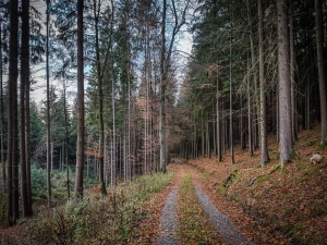 Wandern im Wald