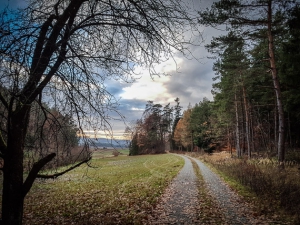 In Richtung Waldrand