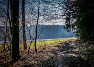 Wieder aus dem Wald hinaus