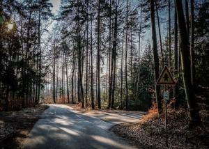 Einmündung im Wald