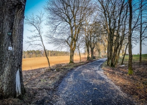 Weg durch eine Allee