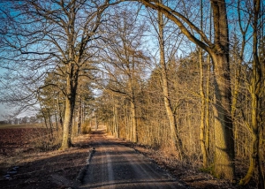 Weg am Waldrand entlang