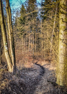 Pfad im Wald