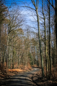 Weg im lichten Wald