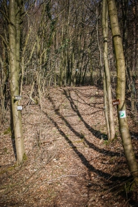 Wanderweg mit grünem Wegweiser