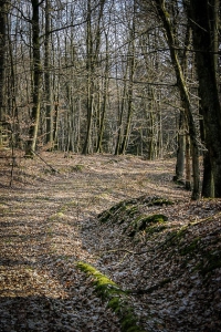 Weg im Wald