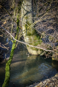 Böhlbach