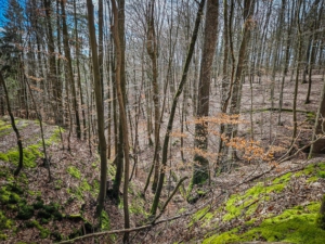 Blick tief hinunter in die Schlucht