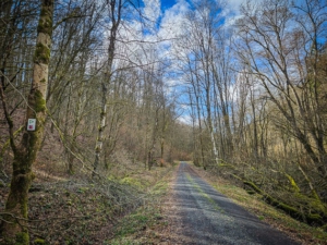 Stetig leicht ansteigender Weg durch den Böhlgrund