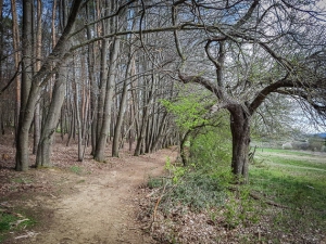 Weg am Waldrand