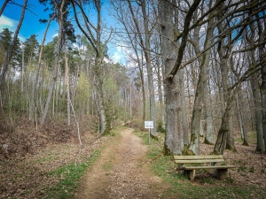 Lichter Wald bergauf