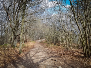 Waldstück auf dem Höhenrücken