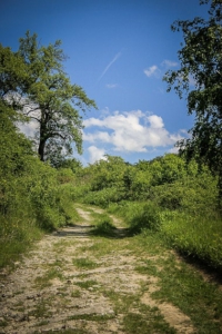 Weg bergauf in die Weinberge